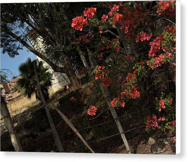 Blooming Flowers - Canvas Print