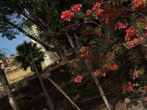 Blooming Flowers - Art Print