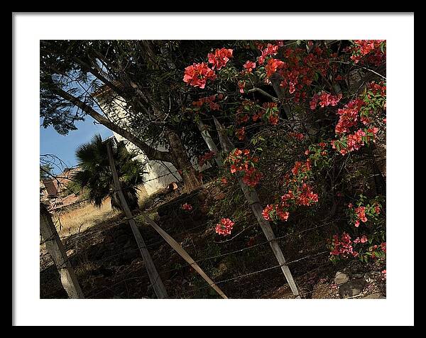 Blooming Flowers - Framed Print