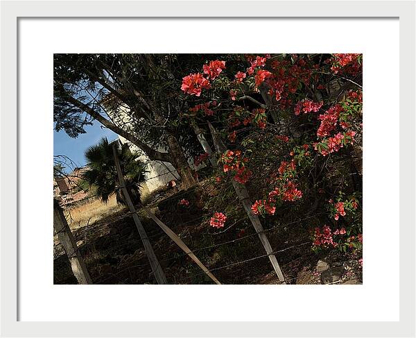 Blooming Flowers - Framed Print