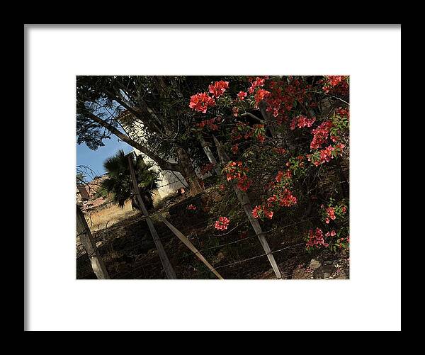 Blooming Flowers - Framed Print