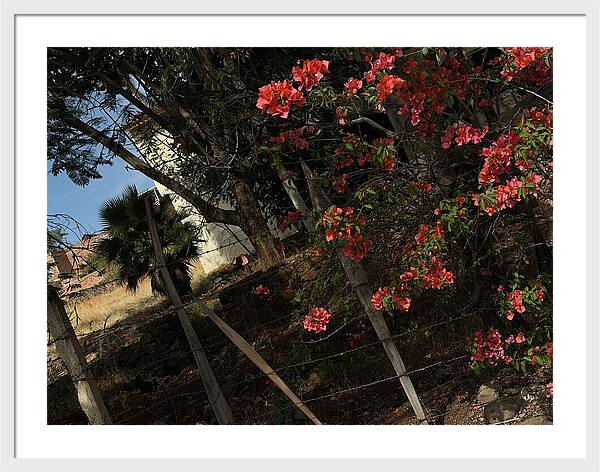 Blooming Flowers - Framed Print