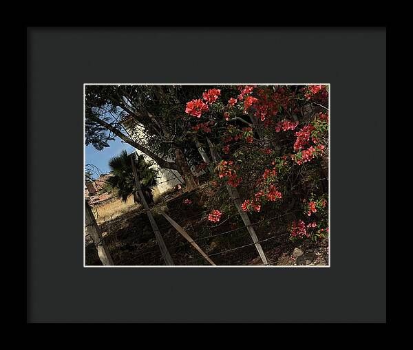 Blooming Flowers - Framed Print