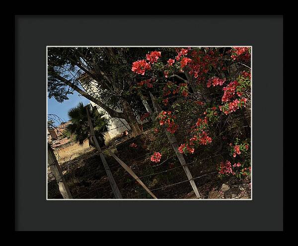 Blooming Flowers - Framed Print