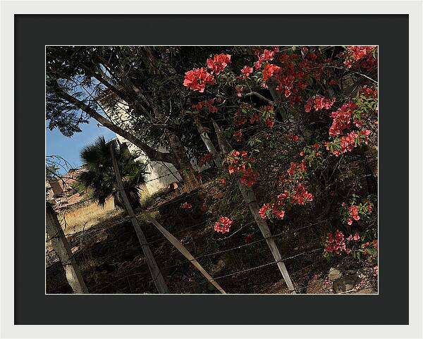 Blooming Flowers - Framed Print