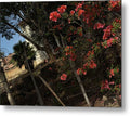 Blooming Flowers - Metal Print
