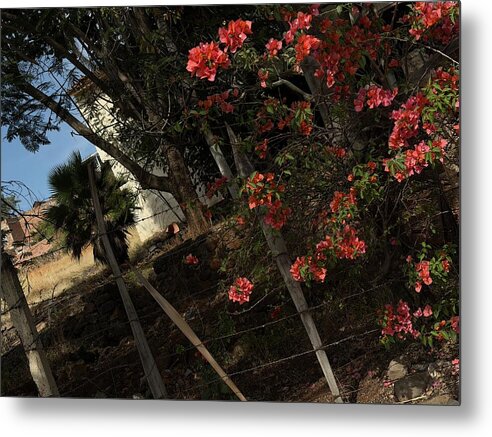 Blooming Flowers - Metal Print
