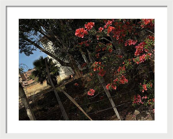 Blooming Flowers - Framed Print