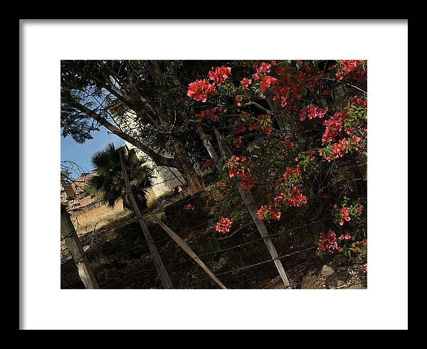 Blooming Flowers - Framed Print