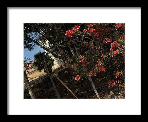Blooming Flowers - Framed Print