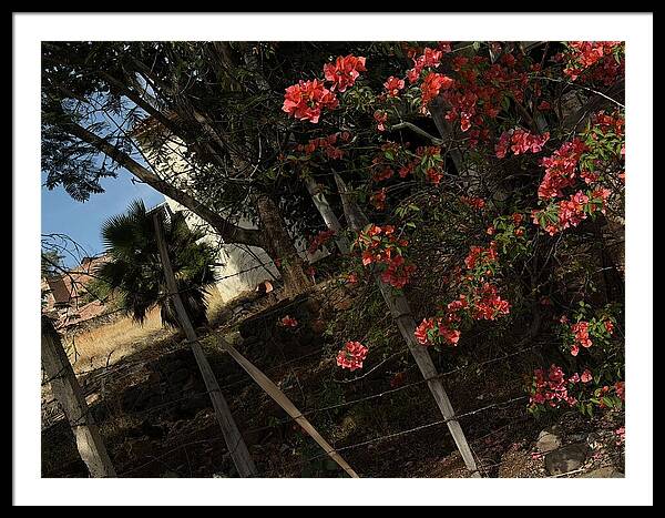 Blooming Flowers - Framed Print
