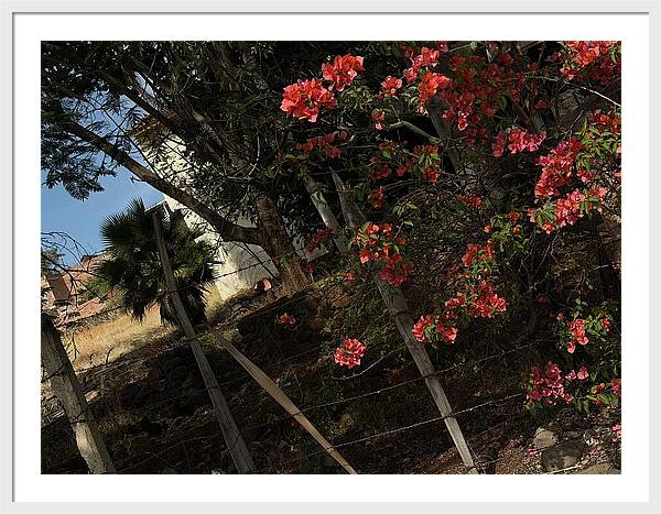 Blooming Flowers - Framed Print