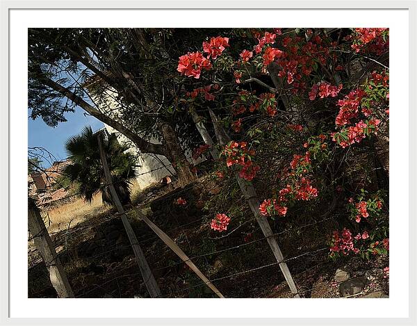 Blooming Flowers - Framed Print