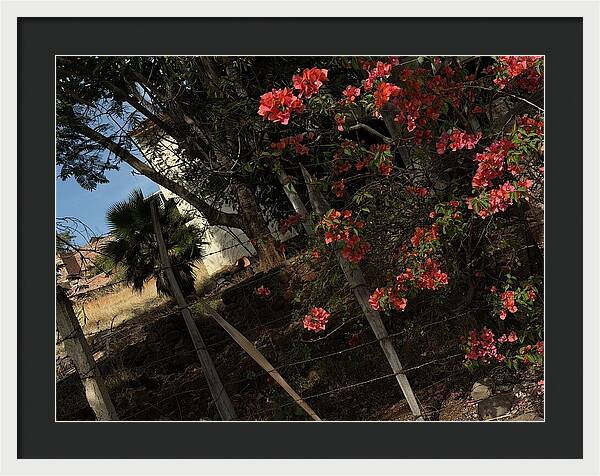 Blooming Flowers - Framed Print