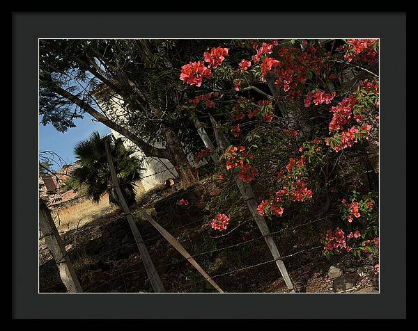 Blooming Flowers - Framed Print