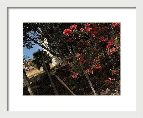 Blooming Flowers - Framed Print