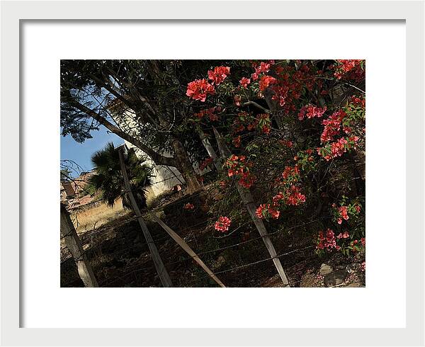 Blooming Flowers - Framed Print