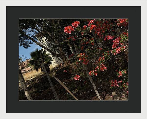 Blooming Flowers - Framed Print