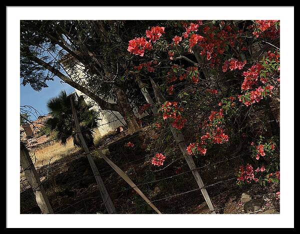 Blooming Flowers - Framed Print