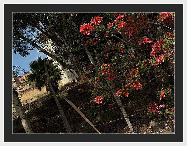 Blooming Flowers - Framed Print