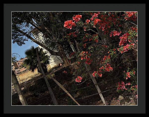Blooming Flowers - Framed Print