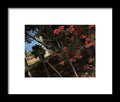 Blooming Flowers - Framed Print