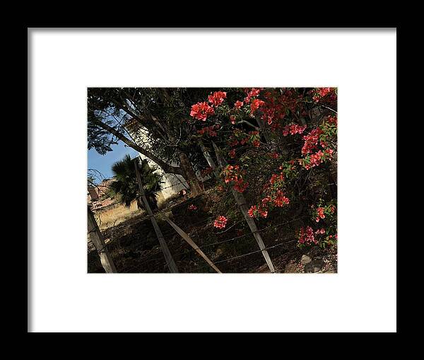 Blooming Flowers - Framed Print