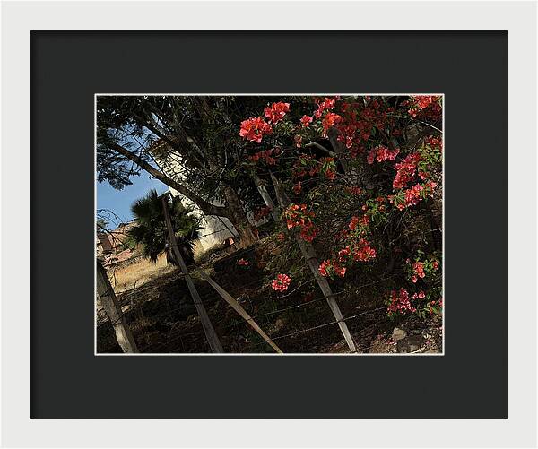 Blooming Flowers - Framed Print