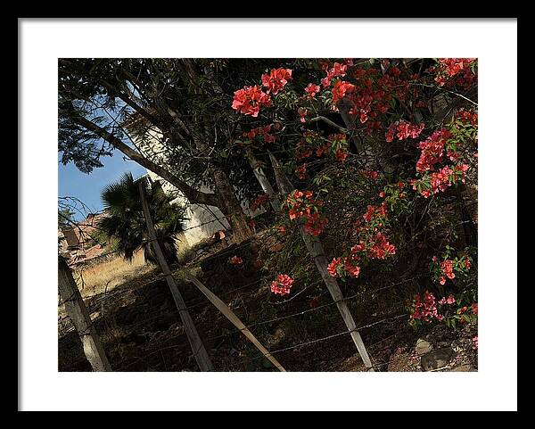 Blooming Flowers - Framed Print