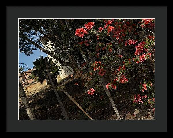 Blooming Flowers - Framed Print