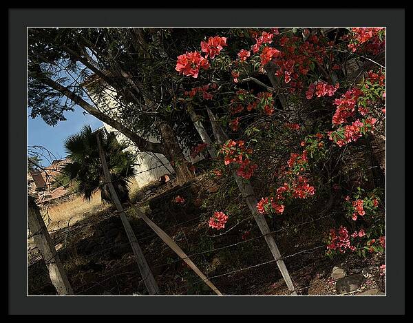 Blooming Flowers - Framed Print