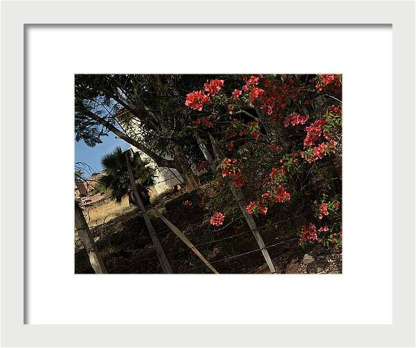 Blooming Flowers - Framed Print