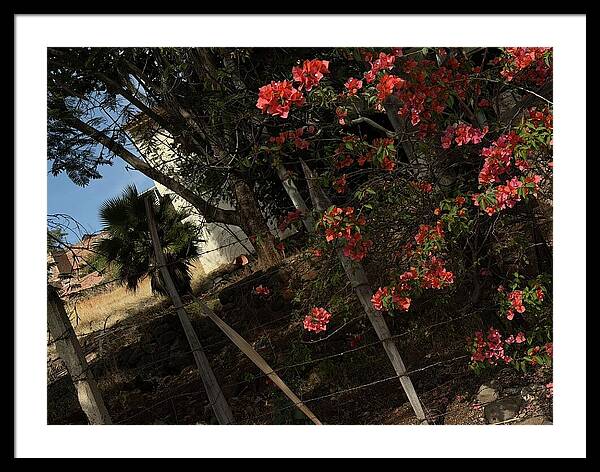 Blooming Flowers - Framed Print