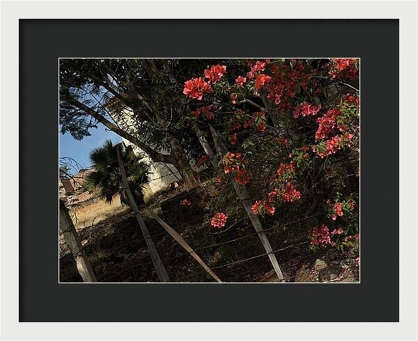 Blooming Flowers - Framed Print