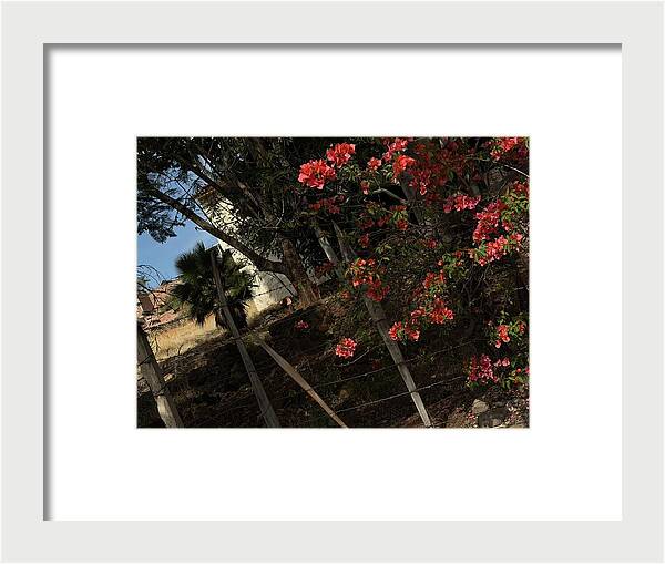 Blooming Flowers - Framed Print