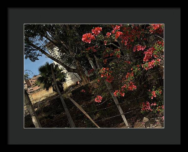 Blooming Flowers - Framed Print