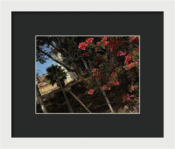 Blooming Flowers - Framed Print