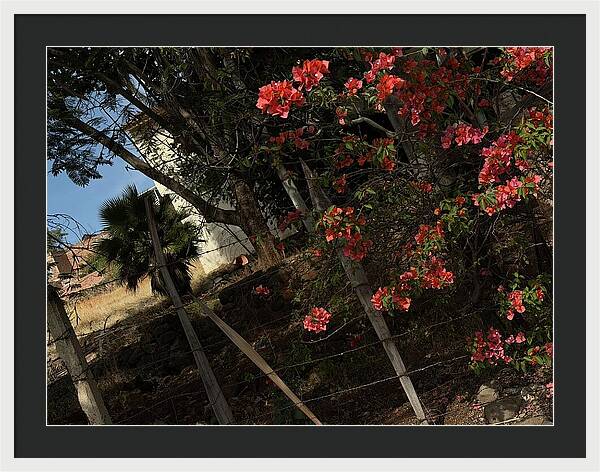 Blooming Flowers - Framed Print