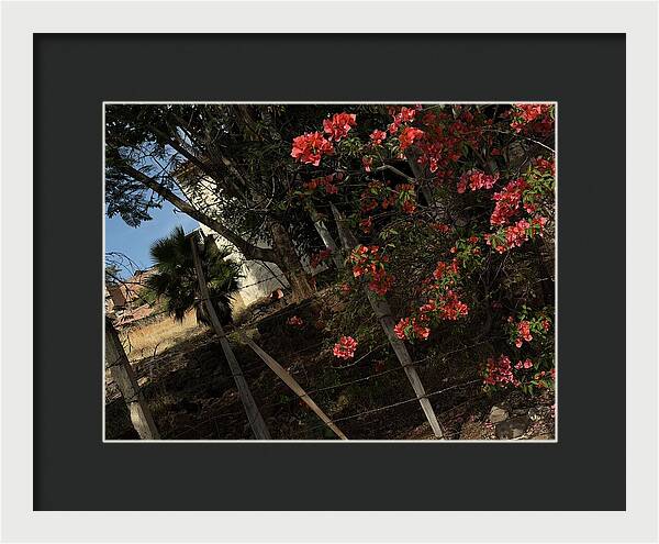 Blooming Flowers - Framed Print