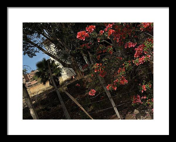 Blooming Flowers - Framed Print