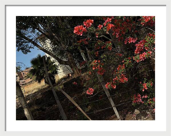Blooming Flowers - Framed Print
