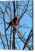 Cardinal Perched on Winter Branch - Canvas Print