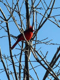 Cardinal Perched on Winter Branch - Art Print
