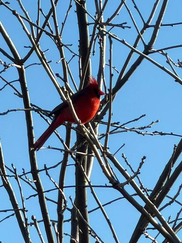 Cardinal Perched on Winter Branch - Art Print