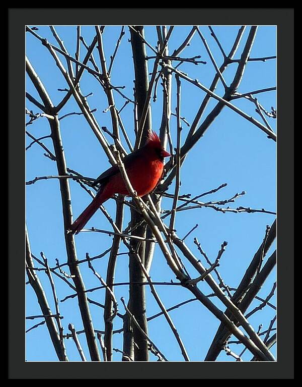 Cardinal Perched on Winter Branch - Framed Print