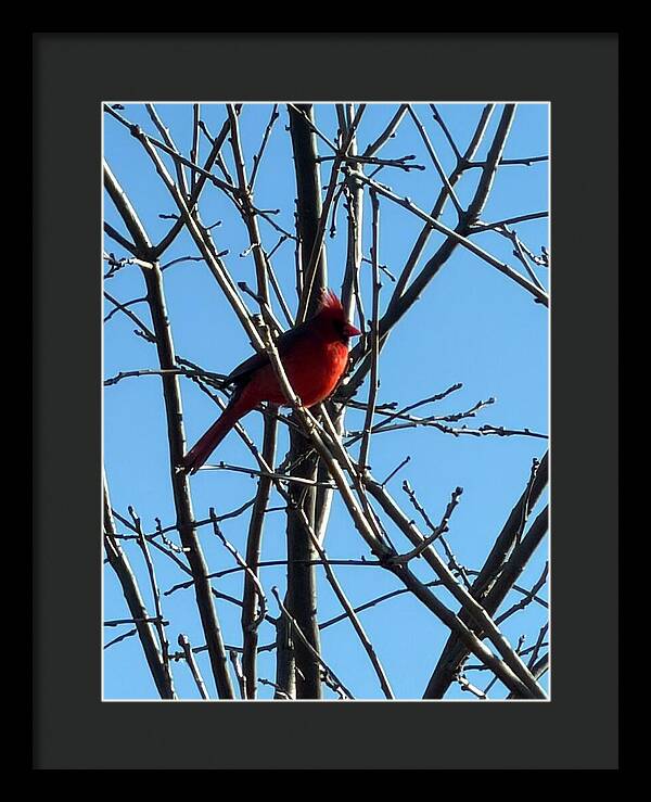 Cardinal Perched on Winter Branch - Framed Print