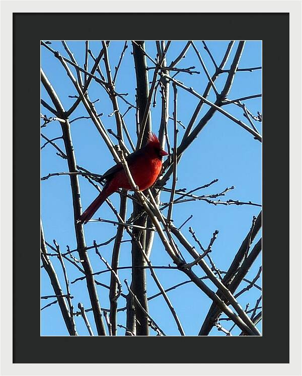 Cardinal Perched on Winter Branch - Framed Print
