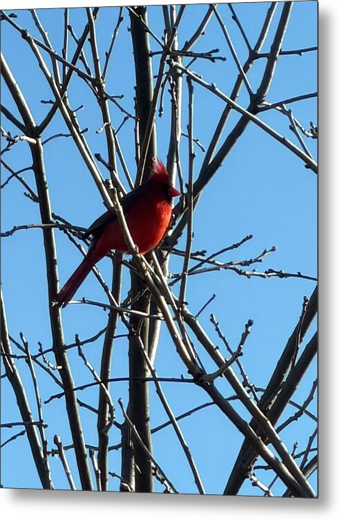 Cardinal Perched on Winter Branch - Metal Print