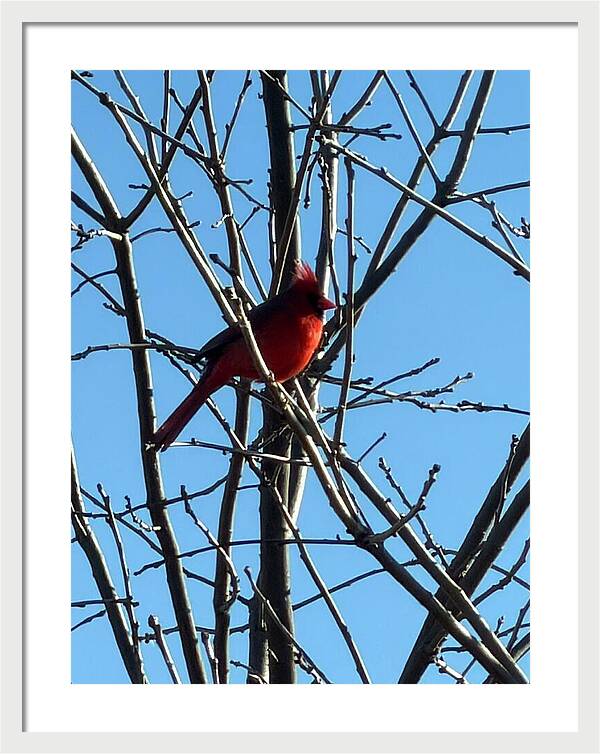 Cardinal Perched on Winter Branch - Framed Print