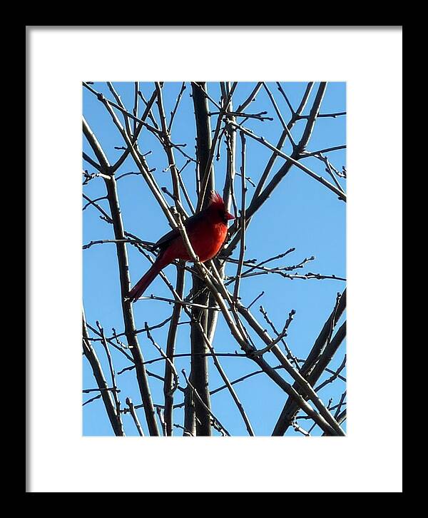 Cardinal Perched on Winter Branch - Framed Print